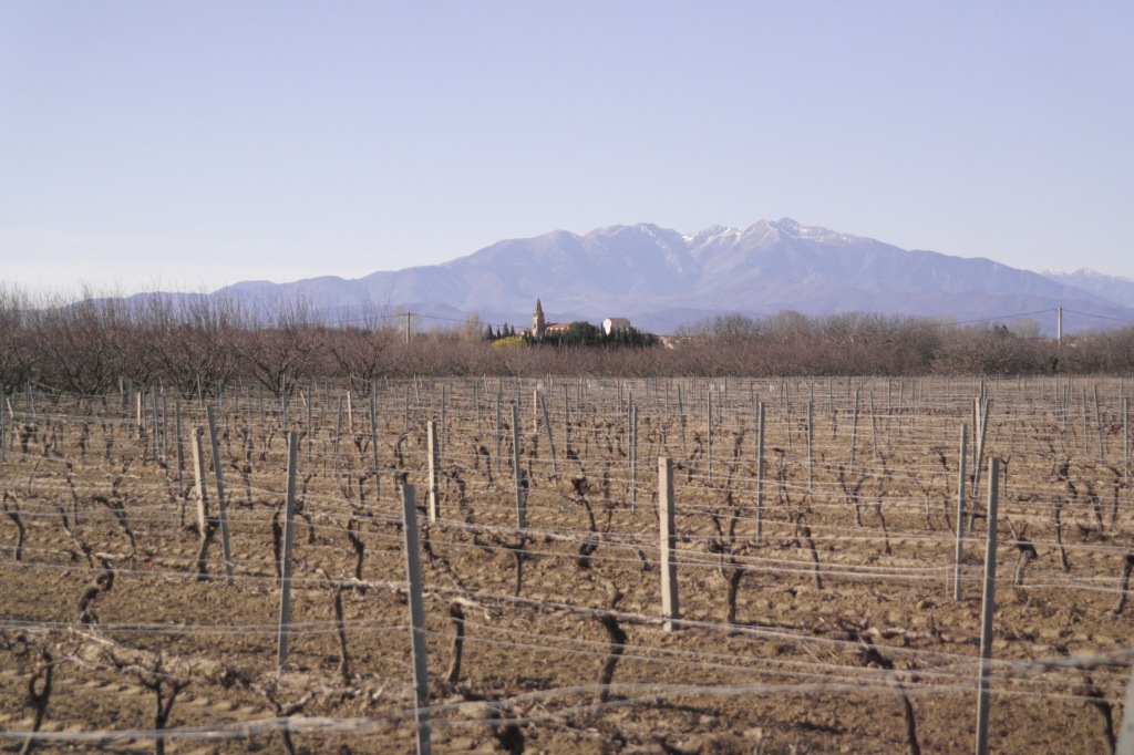 ceps de vigne, silhouette du village de Pia et Canigó dans le fond