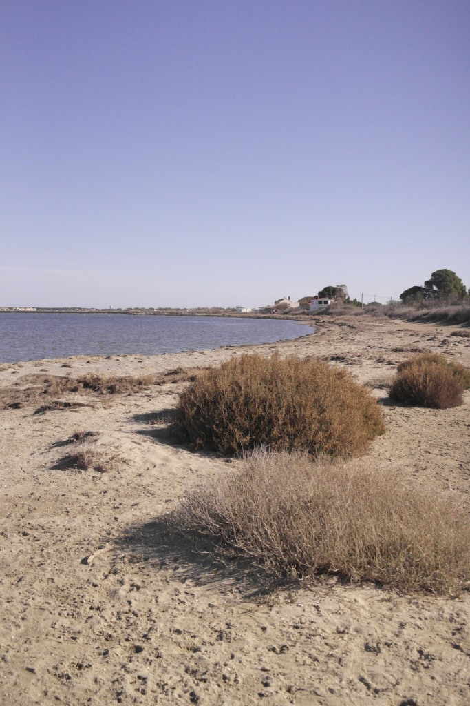 plage et végétation dunaire, étang de Salses-Leucate